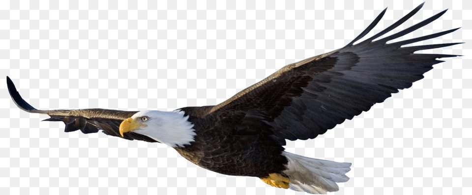 Birdvertebratebald Eagleeaglebird Of S Sea Eaglesea Bald Eagle Background, Animal, Bird, Flying, Beak Free Transparent Png