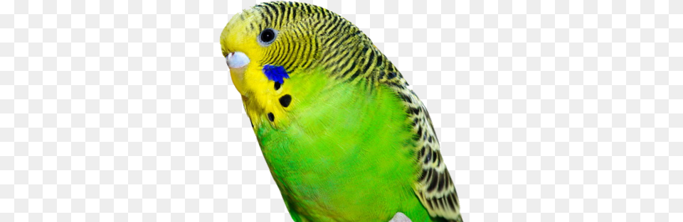 Birdvertebratebeakparrotparakeetbud Budgie, Animal, Bird, Parakeet, Parrot Free Transparent Png