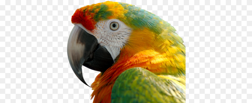 Birdvertebratemacawbeakparrotparake Yellow Macaw, Animal, Bird, Parrot Free Transparent Png