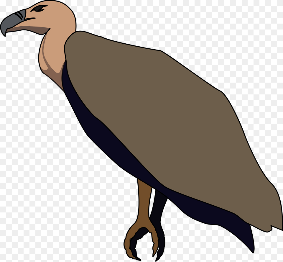 Birdvultureflightless Birdandean Condor Turkey Vulture Clipart, Animal, Bird, Beak, Person Free Transparent Png