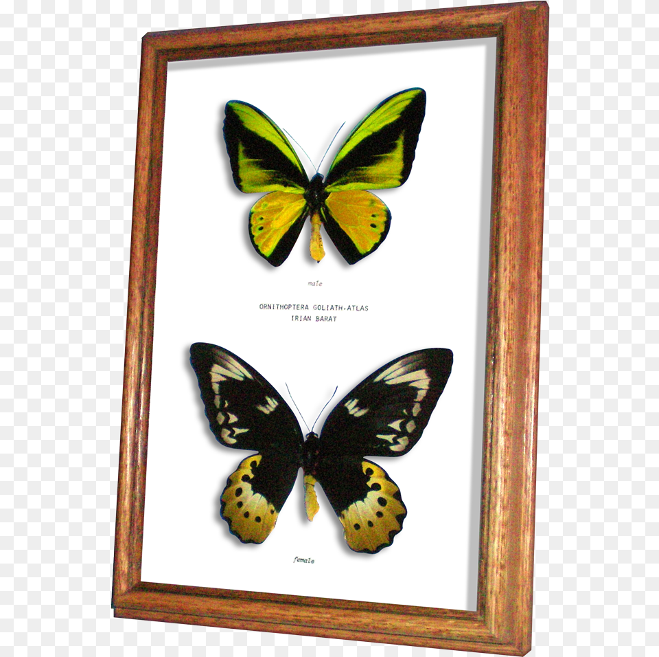 Birdwing, Animal, Butterfly, Insect, Invertebrate Png Image