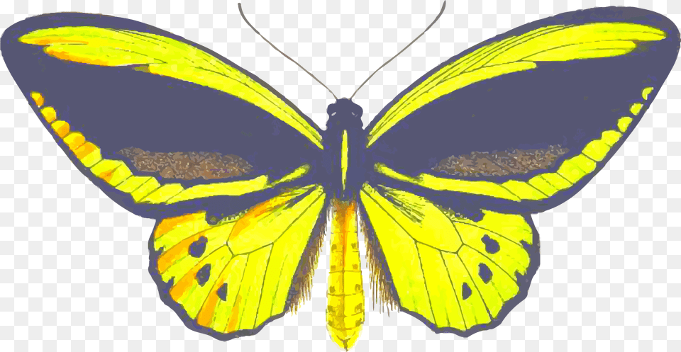 Birdwing Butterfly Clip Arts Brush Footed Butterfly, Animal, Insect, Invertebrate, Moth Free Png Download