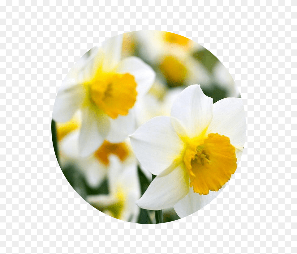 Birth Month Flowers And Their Meanings, Daffodil, Flower, Plant Free Png Download