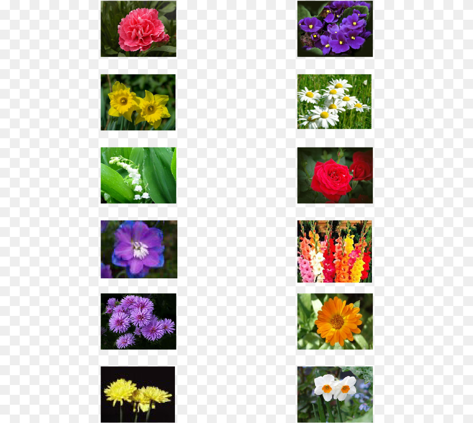 Birthday, Anemone, Geranium, Plant, Purple Free Transparent Png