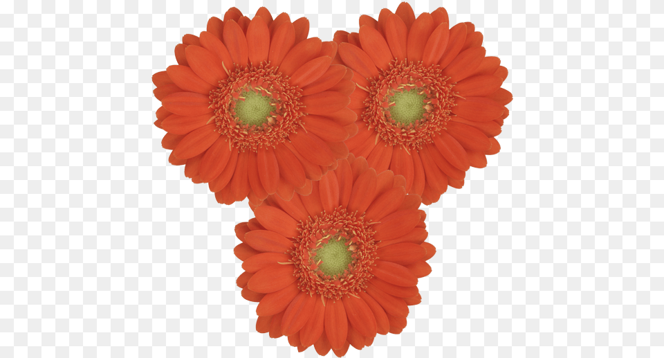 Birthday, Daisy, Flower, Plant, Petal Free Png