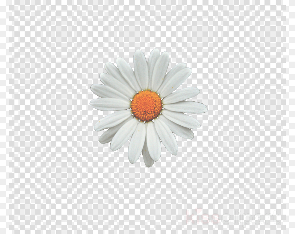 Birthday Balloons With No Background, Daisy, Flower, Plant, Anemone Free Png