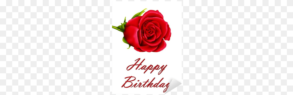 Birthday Card With A Single Red Rose Sticker Pixers Birthday Flowers Single Red Roses, Flower, Plant, Envelope, Greeting Card Free Transparent Png