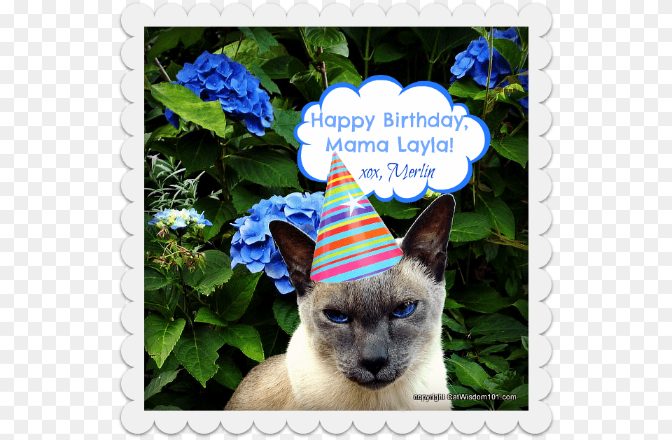 Birthday Cat Monday Merlin Surprise Happy Dtac, Clothing, Hat, Animal, Mammal Free Transparent Png