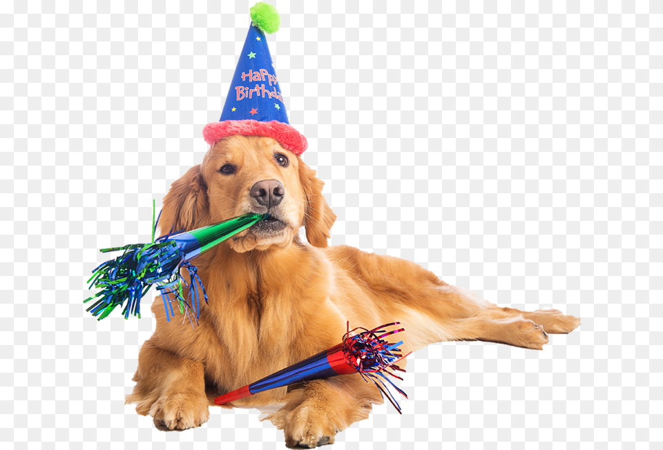 Birthday Dog Transparent Dogpng Images Pluspng Birthday Dog, Clothing, Hat, Animal, Canine Png