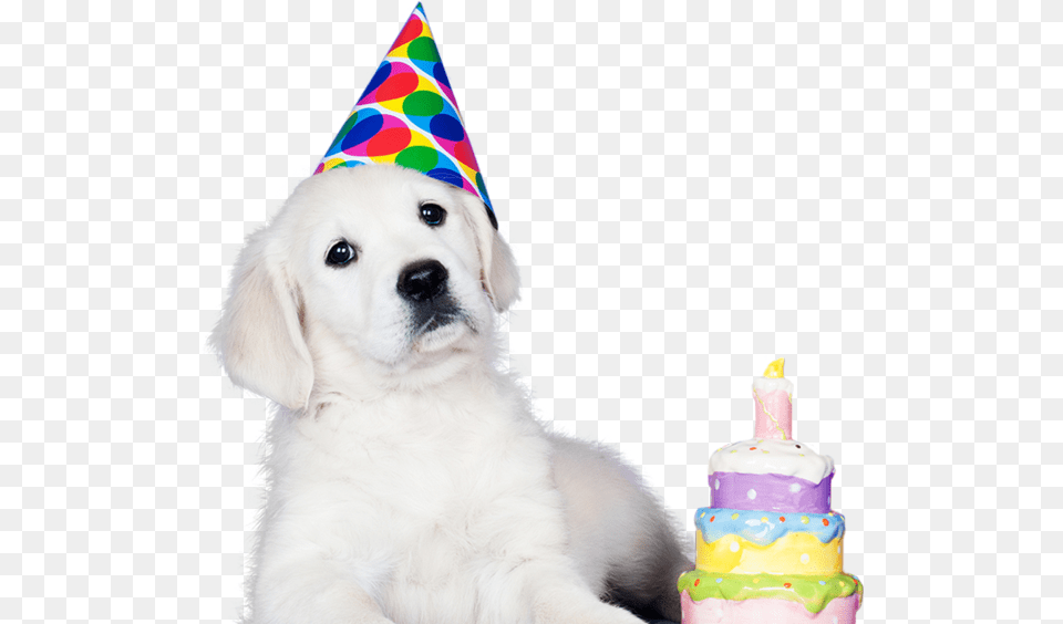 Birthday Party Hat, Clothing, Animal, Pet, Mammal Png Image