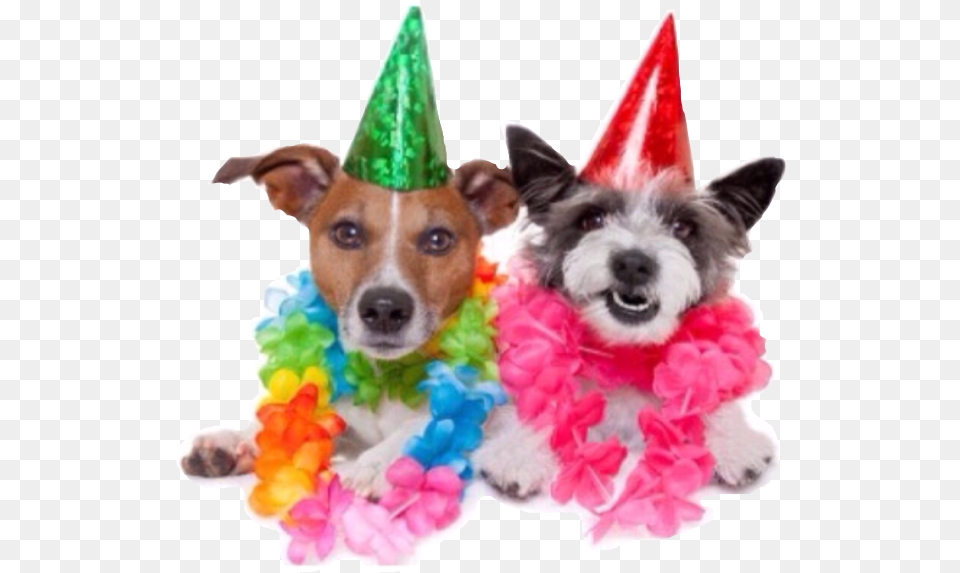 Birthday Party People Happyfreetoedit Best Friend Happy Birthday Dogs, Hat, Plant, Clothing, Flower Arrangement Free Png Download