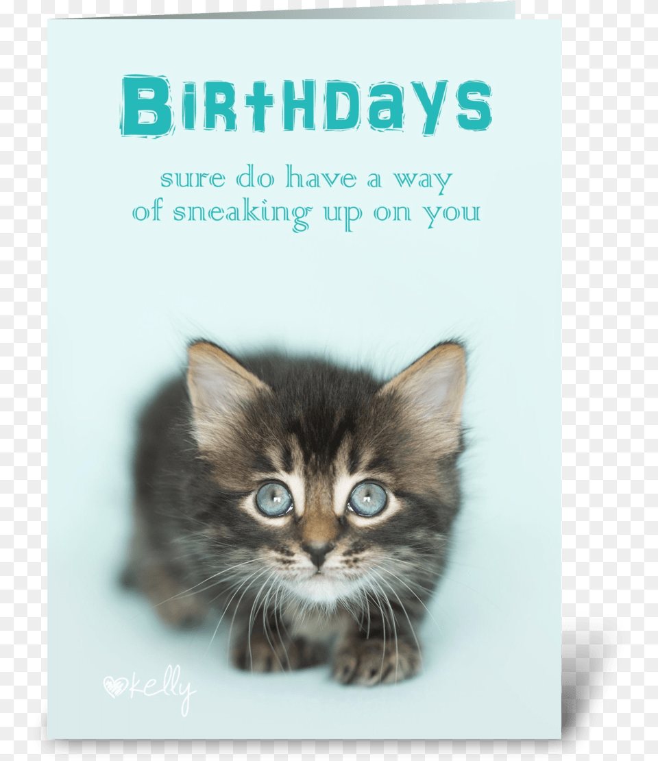 Birthday Sneaking Up On You Kitten Greeting Card Kitten, Animal, Cat, Mammal, Pet Free Png