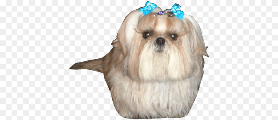 Birthday Thank You Happy Birthday Shih Tzu Yorkie Dog, Animal, Canine, Mammal, Pet Free Png