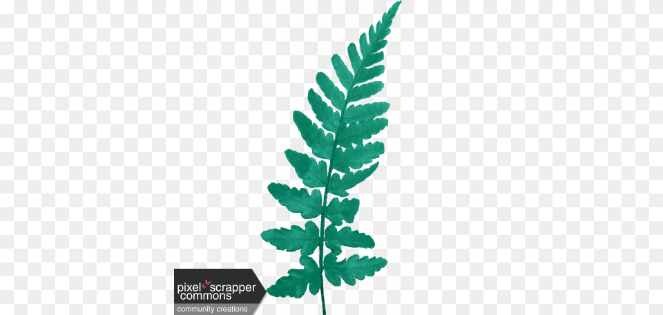 Birthday Wishes, Fern, Leaf, Plant Png