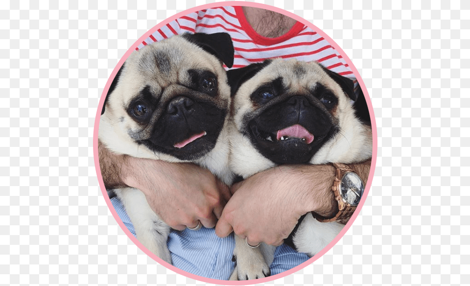 Biscuitthepikeletpug 2 Pug, Animal, Canine, Mammal, Dog Free Png Download