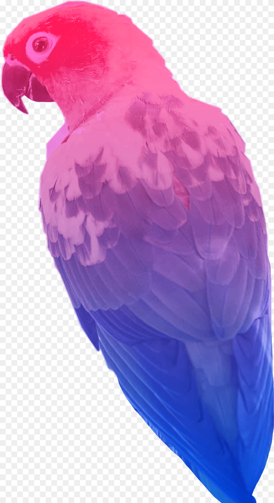 Bisexual Bird Flag Parrot Sticker Freetoedit, Animal Free Transparent Png