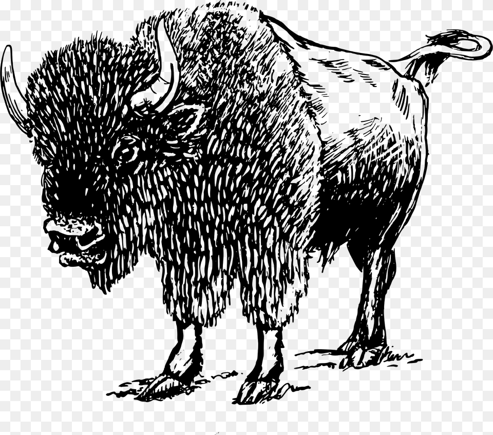 Bison 02 Clipart, Animal, Mammal, Wildlife, Buffalo Free Transparent Png