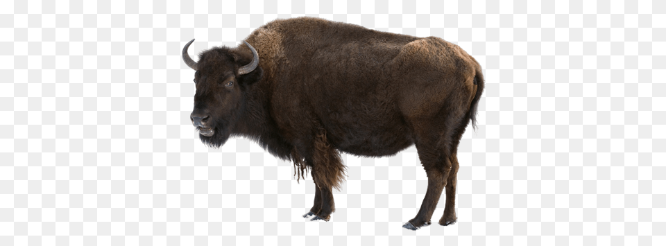 Bison, Animal, Buffalo, Cattle, Cow Free Png