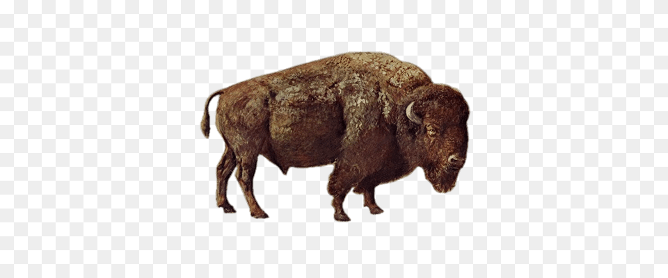 Bison, Animal, Buffalo, Mammal, Wildlife Free Transparent Png