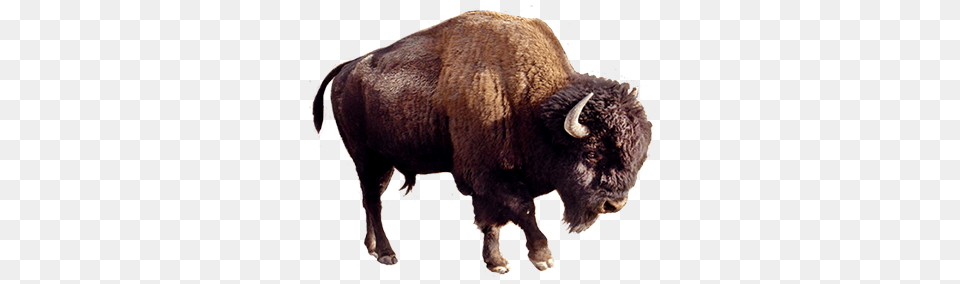 Bison, Animal, Buffalo, Mammal, Wildlife Free Png Download