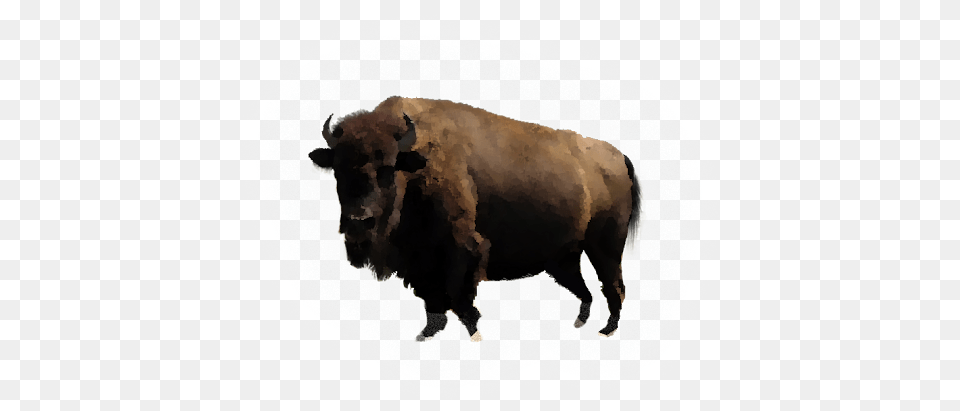 Bison, Animal, Mammal, Wildlife, Buffalo Png Image