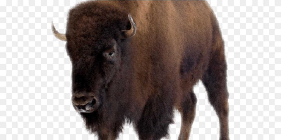 Bison, Animal, Buffalo, Mammal, Wildlife Free Png