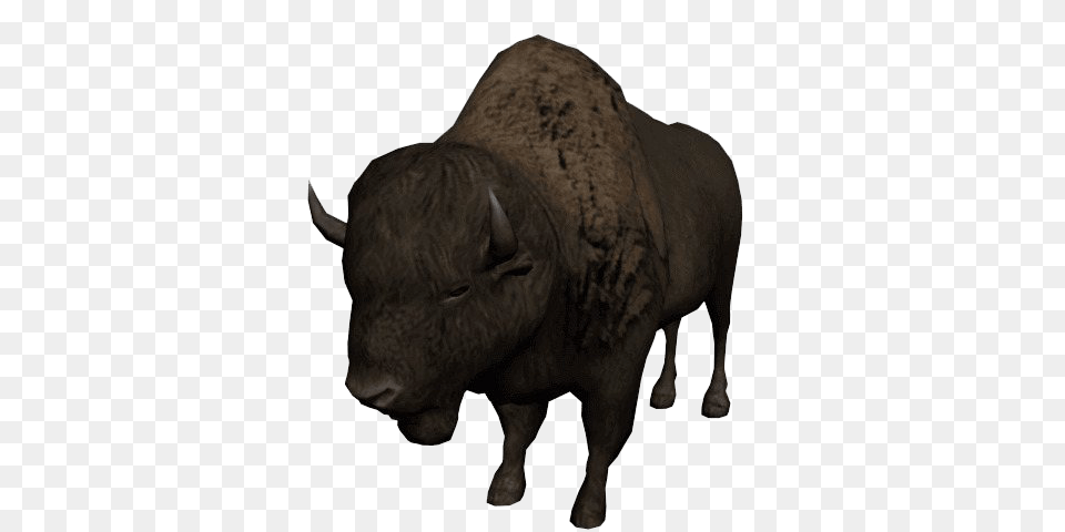 Bison, Animal, Bull, Mammal, Buffalo Png