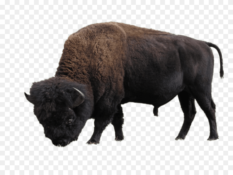 Bison, Animal, Bull, Mammal, Wildlife Free Png