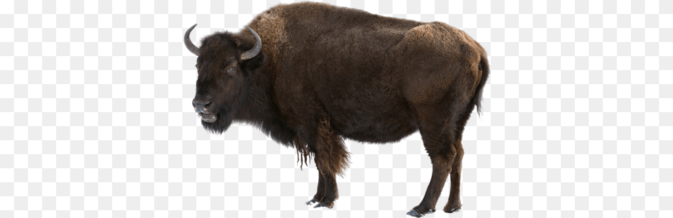 Bison 3 Image Buffalo, Animal, Cattle, Cow, Livestock Free Png Download