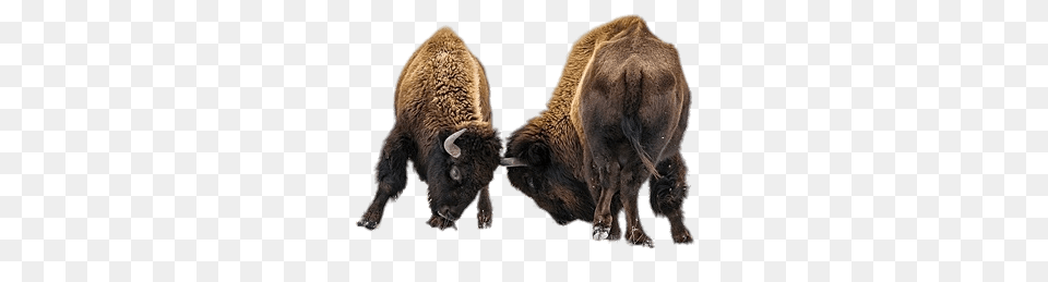 Bison, Animal, Mammal, Wildlife, Buffalo Png