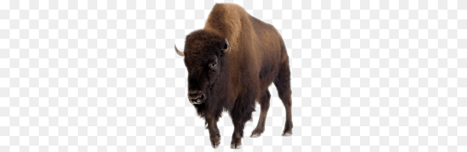 Bison, Animal, Buffalo, Mammal, Wildlife Png