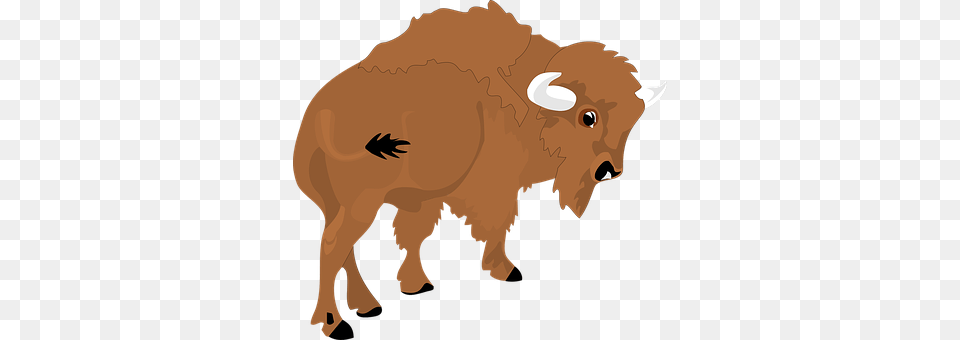 Bison Animal, Buffalo, Mammal, Wildlife Free Png