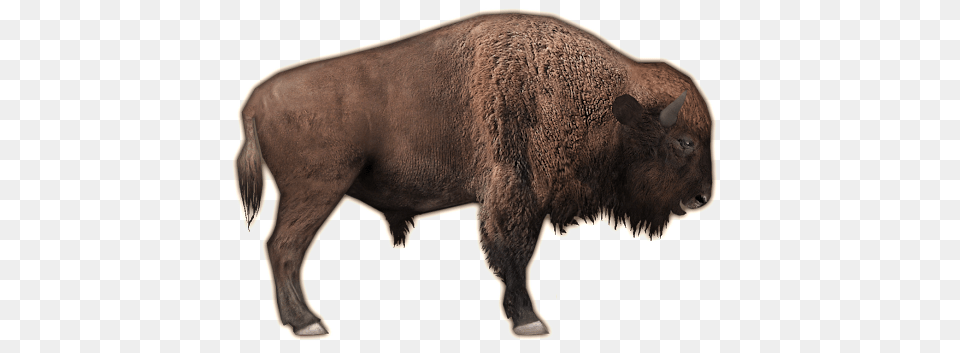 Bison, Animal, Buffalo, Mammal, Wildlife Png Image