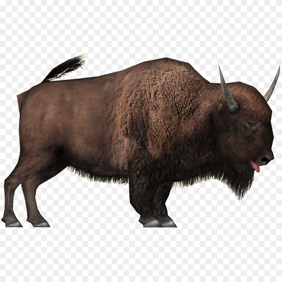Bison, Animal, Buffalo, Mammal, Wildlife Free Png Download