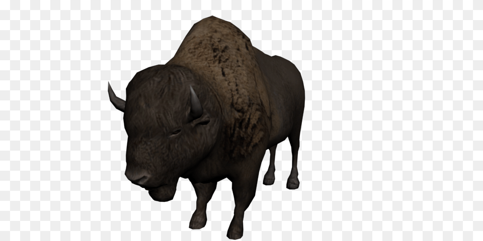 Bison, Animal, Bull, Mammal, Buffalo Png