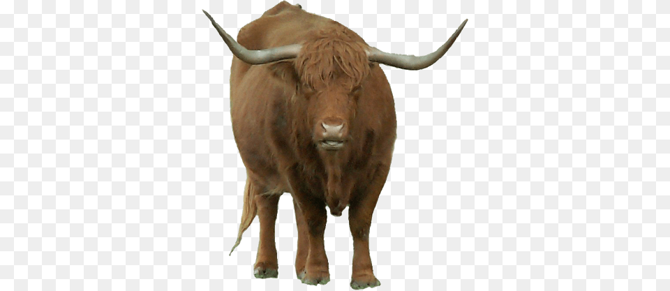 Bison, Animal, Bull, Mammal, Cattle Png