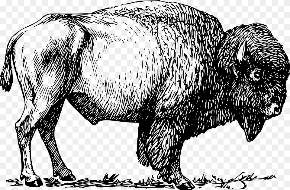 Bison Clipart Black And White, Animal, Buffalo, Mammal, Wildlife Png