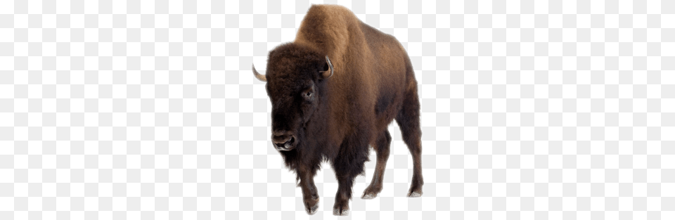 Bison Front View, Animal, Buffalo, Mammal, Wildlife Free Png