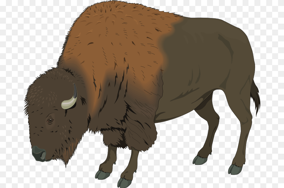 Bison Animal, Mammal, Wildlife, Buffalo Png Image