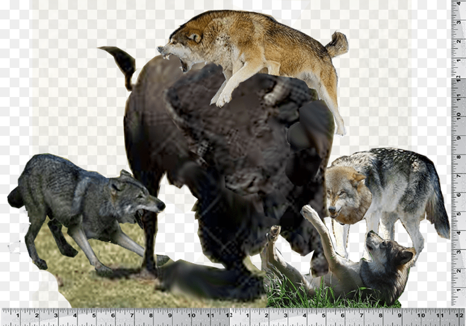 Bison Sculpture Assembly Copy Eastern Timber Wolf, Animal, Coyote, Mammal, Canine Free Png