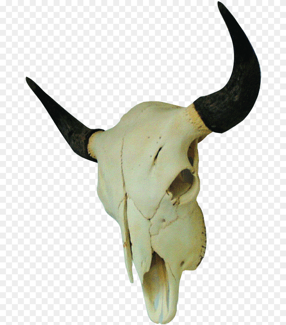 Bison Skull, Animal, Bull, Mammal, Cattle Free Png