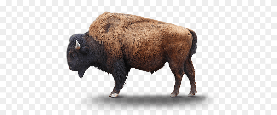 Bison Transparent Background Bison, Animal, Buffalo, Mammal, Wildlife Png Image