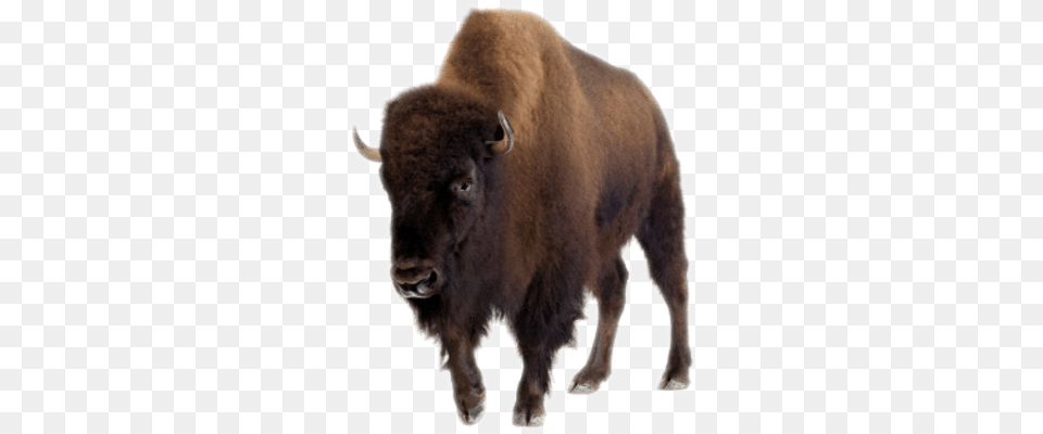 Bison Images Bison, Animal, Buffalo, Mammal, Wildlife Free Transparent Png