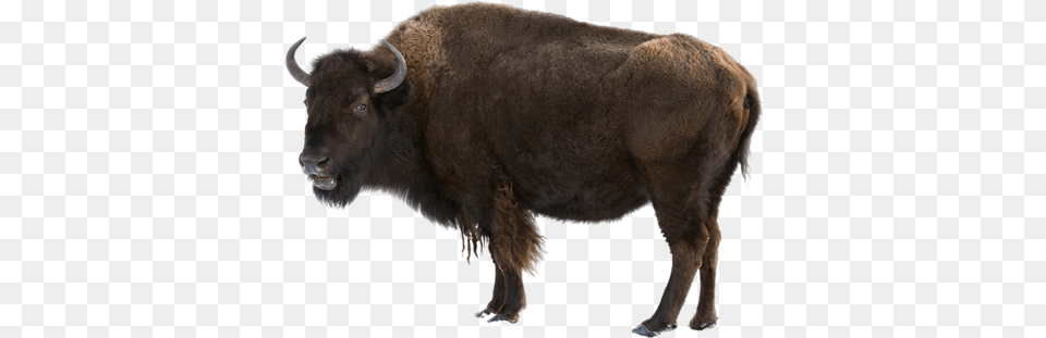 Bisonreallife Lewis And Clark Bison, Animal, Buffalo, Cattle, Cow Free Png