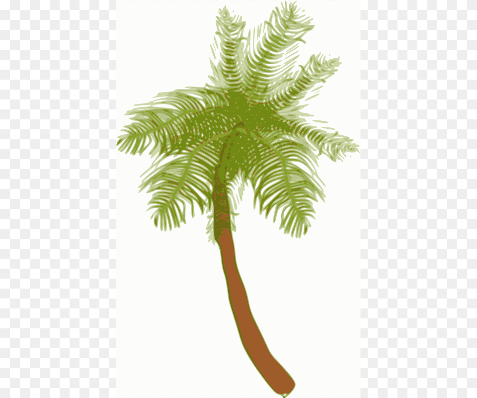 Biswajyotim Coconut Tree, Palm Tree, Plant, Fern Free Png Download