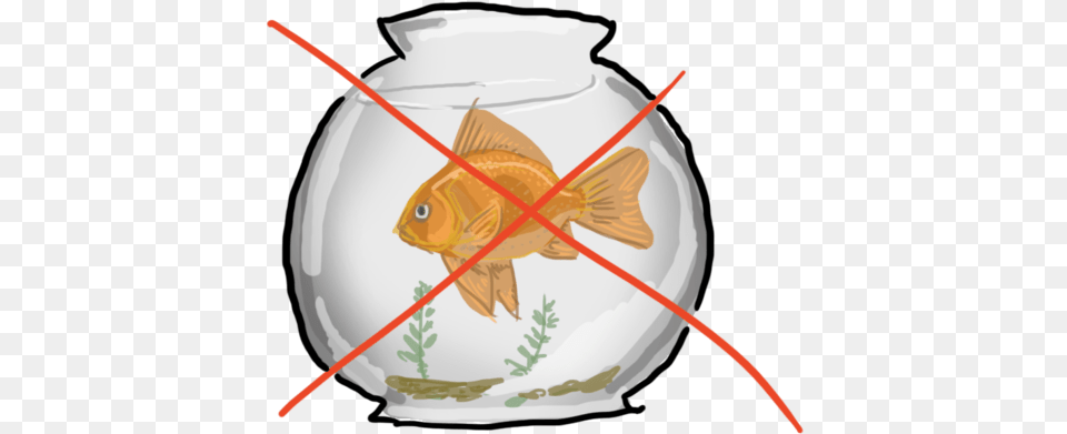 Bits Of Fishy Advice You Shouldn39t Ignore Gold Fish In A Bowl, Animal, Sea Life, Goldfish, Shark Png Image