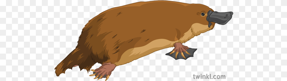 Bitten Short Tail Platypus Animal Science Secondary Punxsutawney Phil, Mammal, Rodent, Bird, Wildlife Free Transparent Png