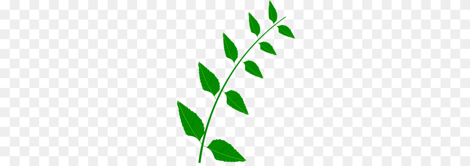 Bitter Green, Herbal, Herbs, Leaf Free Png