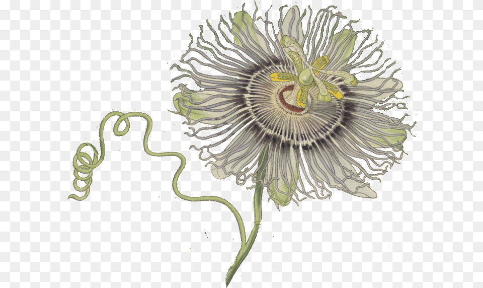 Bitterness 0 Ibus Flower Passion Fruit Gif, Anther, Plant Free Png