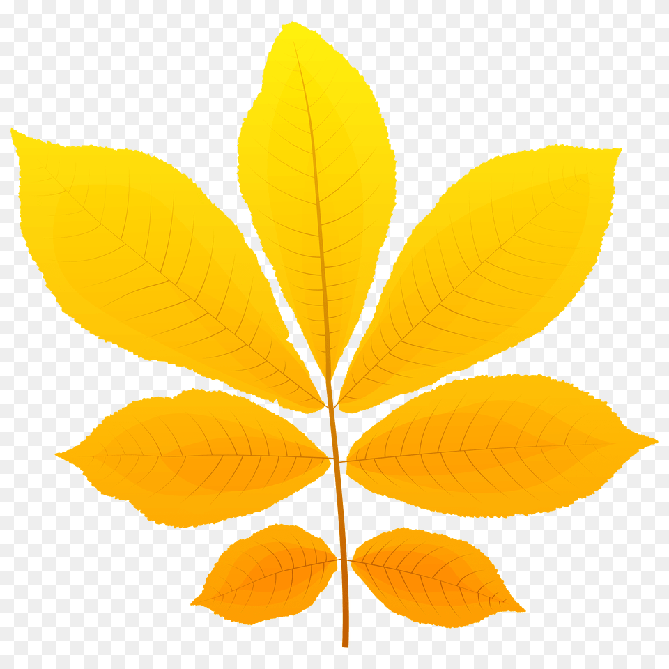 Bitternut Hickory Autumn Leaf Clipart, Plant, Tree Free Png Download